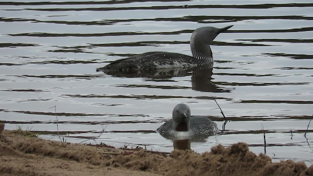 Red-throated Loon - ML200835731