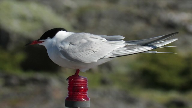 Common Tern (hirundo/tibetana) - ML200835821