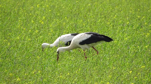 White Stork - ML200836001