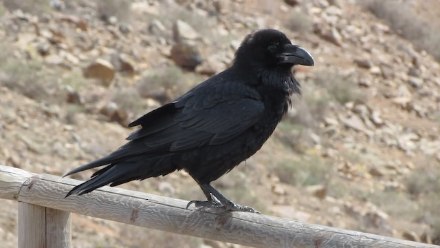 Common Raven - ML200836191