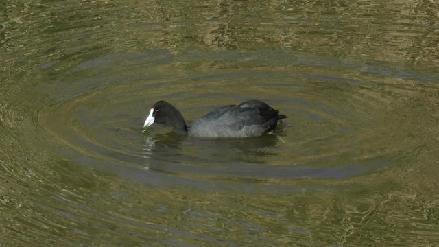 Red-knobbed Coot - ML200836261
