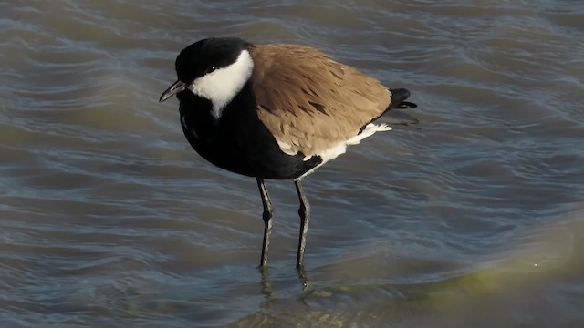 Spur-winged Lapwing - ML200836901