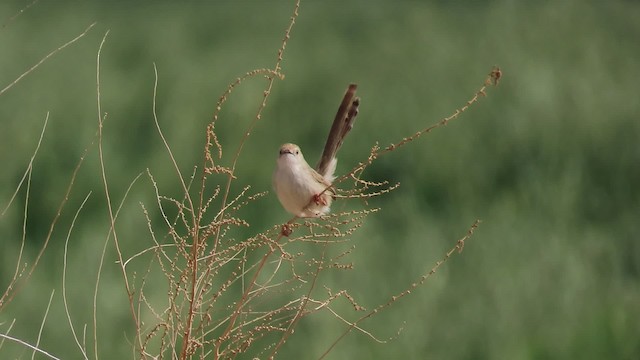  - Graceful Prinia