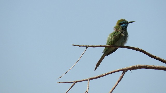 Arabian Green Bee-eater - ML200837501