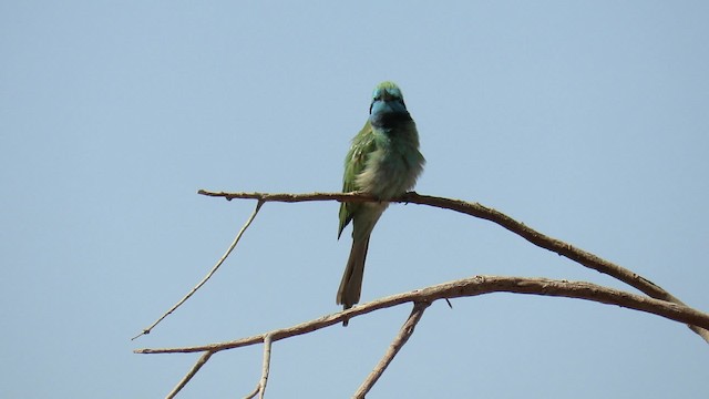 Arabian Green Bee-eater - ML200837511