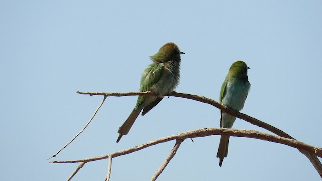 Arabian Green Bee-eater - ML200837531