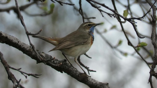 Bluethroat (Red-spotted) - ML200837671