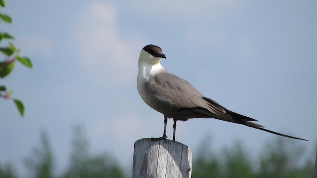 Long-tailed Jaeger - ML200838701