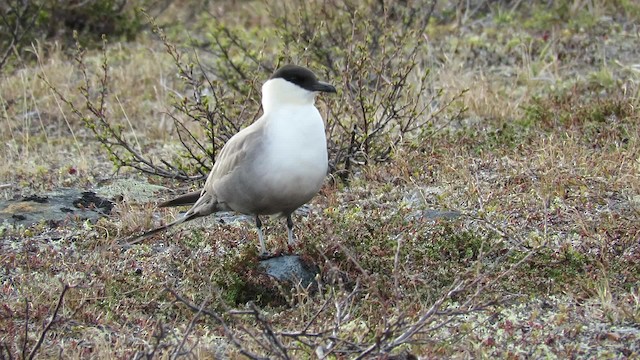 Long-tailed Jaeger - ML200838711