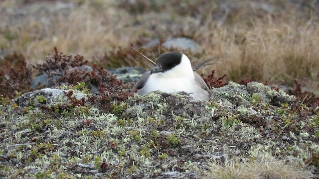 Long-tailed Jaeger - ML200838721