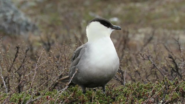 Long-tailed Jaeger - ML200838731