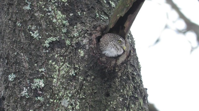 Eurasian Pygmy-Owl - ML200839191