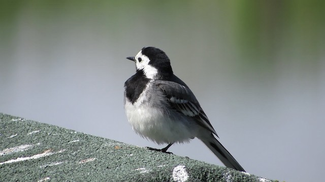 White Wagtail (White-faced) - ML200839431