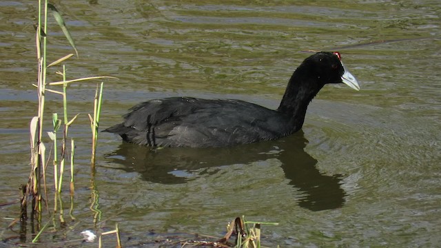 Red-knobbed Coot - ML200840021