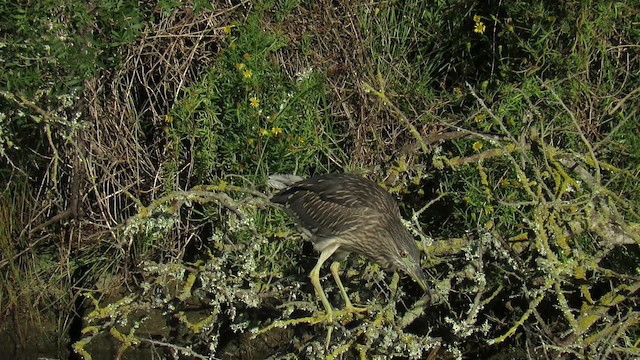 Black-crowned Night Heron (Eurasian) - ML200840411