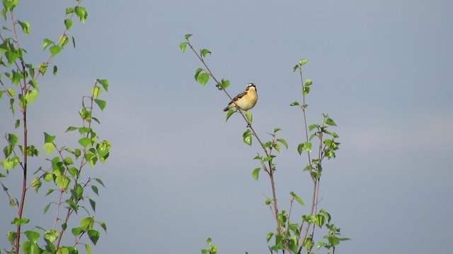 Whinchat - ML200841151