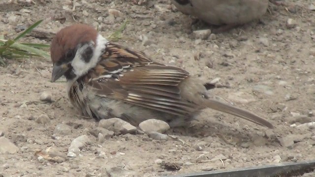 Eurasian Tree Sparrow - ML200841351