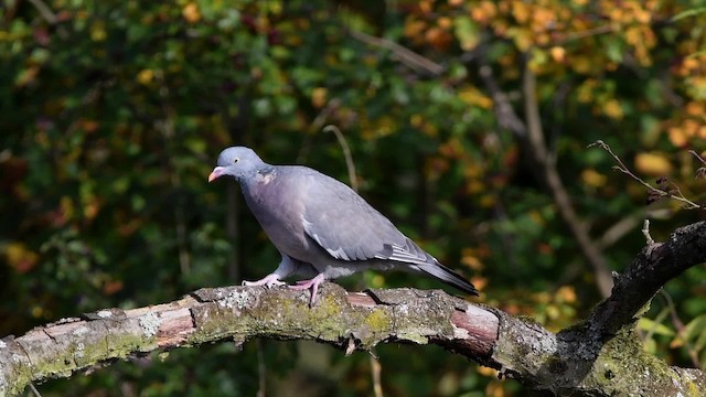 Pigeon ramier (groupe palumbus) - ML200841531