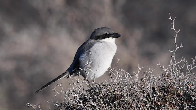 Great Gray Shrike (Sahara) - ML200842031