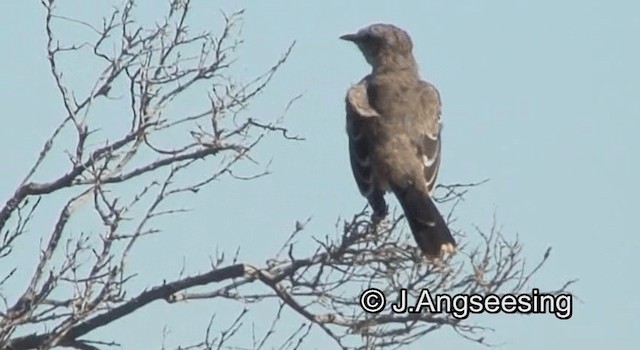Patagonian Mockingbird - ML200842271