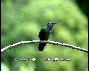 Talamanca Hummingbird - ML200842551