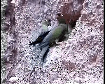 Скальный попугай (andinus) - ML200842611