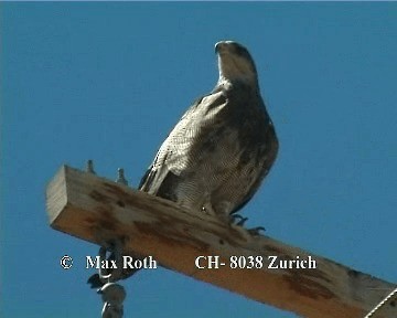 Black-chested Buzzard-Eagle - ML200842701