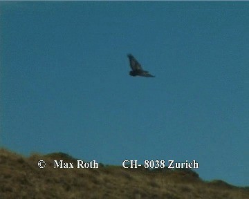 Black-chested Buzzard-Eagle - ML200842711