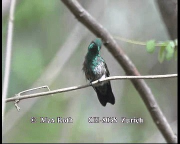 kolibřík Hoffmannův - ML200842951