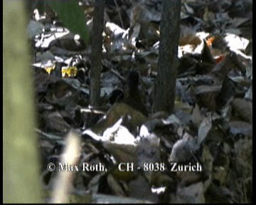 svartstrupemaurrikse (hoffmanni gr.) - ML200842961