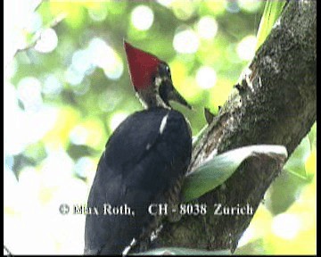 Lineated Woodpecker (Lineated) - ML200843131
