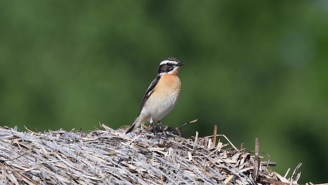Whinchat - ML200843931