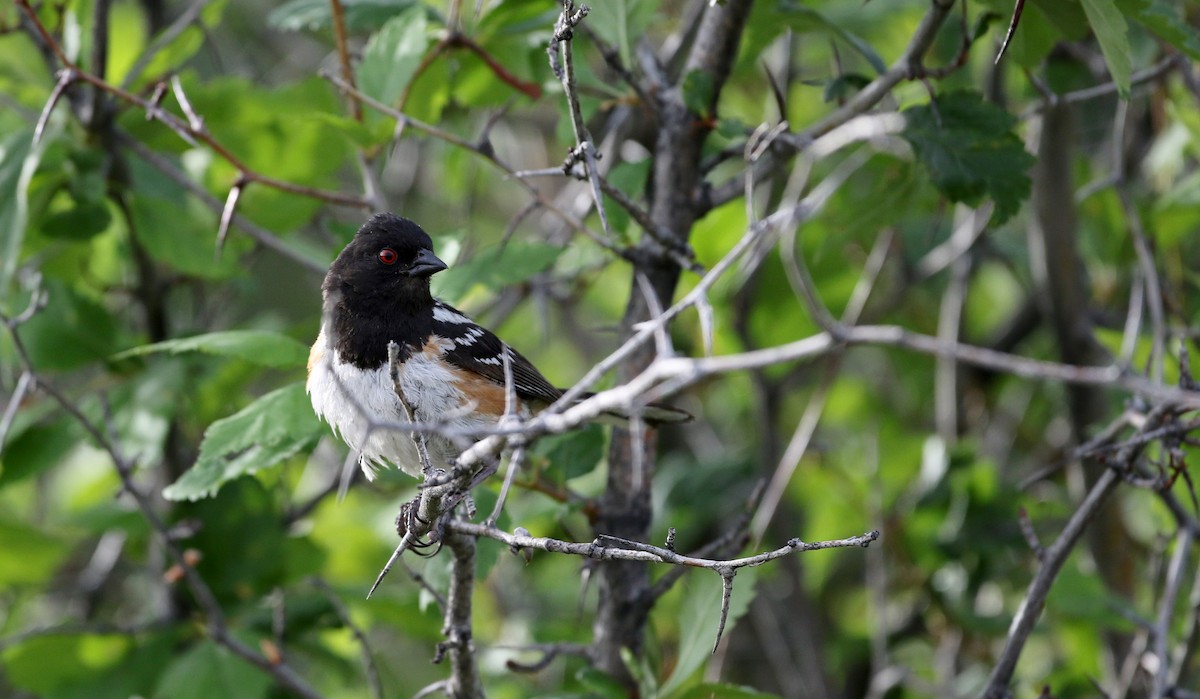 Spotted Towhee - ML20084401