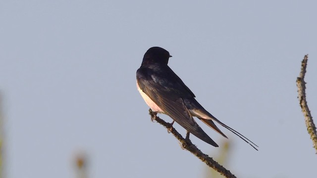 Barn Swallow (White-bellied) - ML200844091