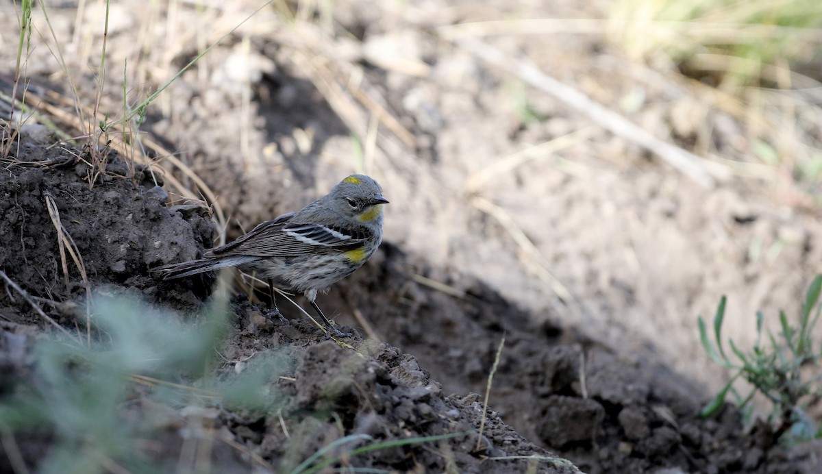Yellow-rumped Warbler (Audubon's) - ML20084431