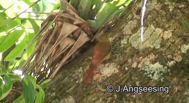 Olivaceous Woodcreeper (Olivaceous) - ML200844911