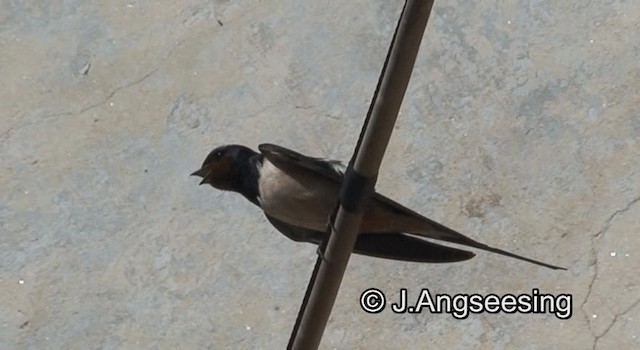 Barn Swallow (White-bellied) - ML200844981
