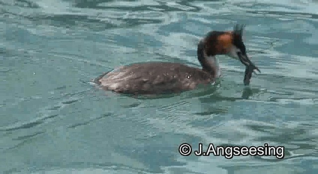 Great Crested Grebe - ML200845071