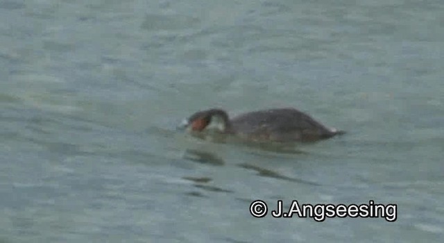 Great Crested Grebe - ML200845081