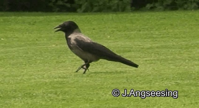 Hooded Crow (Hooded) - ML200845111