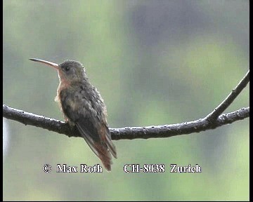 Cinnamon Hummingbird (Mainland) - ML200845421