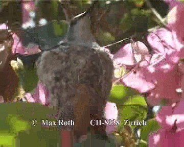 Oasis Hummingbird - ML200845461
