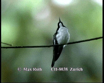 kolibřík purpurovohlavý - ML200845521