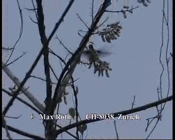 kolibřík purpurovohlavý - ML200845531