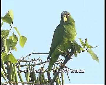 White-fronted Parrot - ML200845581