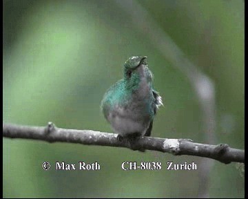 kolibřík měděnohlavý - ML200845621
