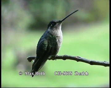 Talamanca Hummingbird - ML200845671