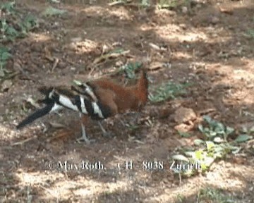 Eurasian Hoopoe (African) - ML200845731