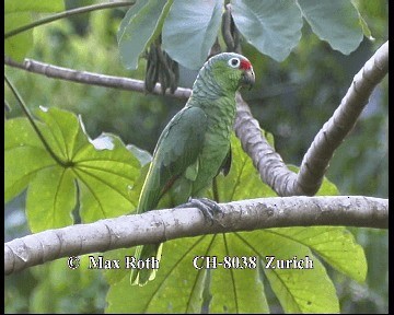 Red-lored Parrot (Red-lored) - ML200845741