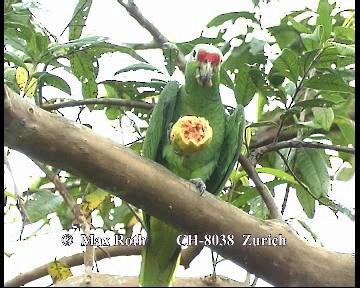 Red-lored Parrot (Red-lored) - ML200845751